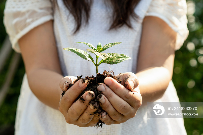 年轻的植物在女人手中发芽。农业和环境保护的概念。