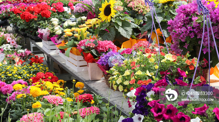 春季户外花卉市场出售的花盆