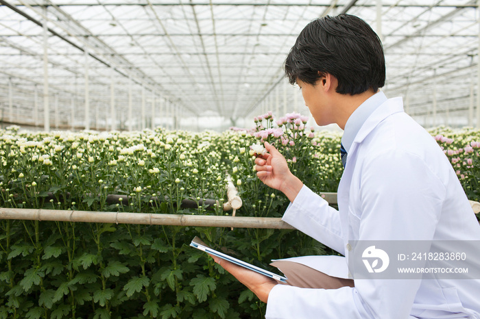 男子蹲在温室里生长的一排排植物前，手里拿着平板电脑