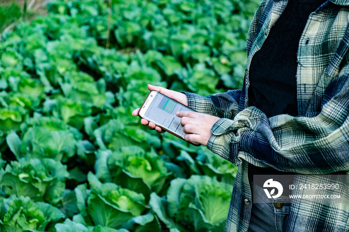 年轻农民在手机中观察一些图表蔬菜地，智能生态有机农场4.0技术