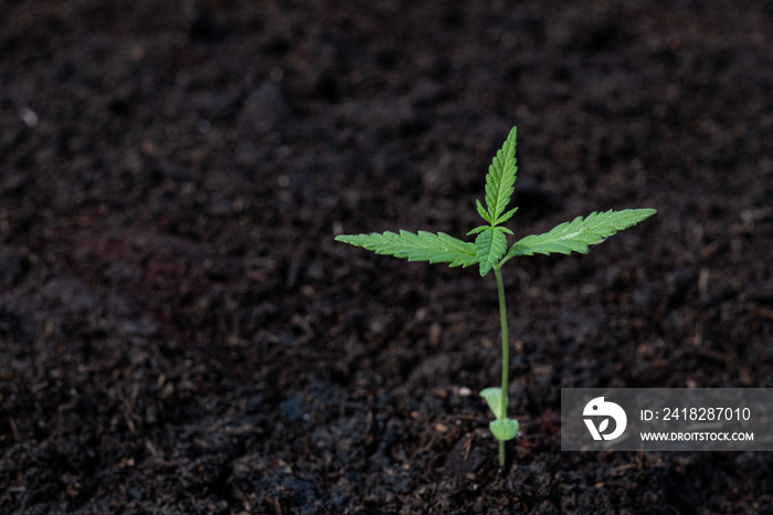 Plant of a little cannabis seedling in the ground at blurred background