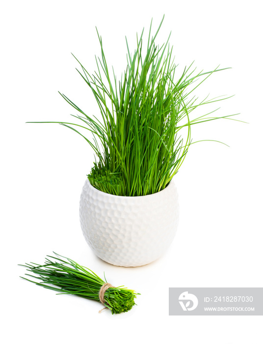 Bunch of fresh chives and plant in pot isolated on white