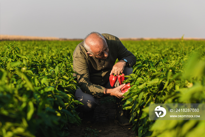 Senior farmer walking in paprika field examining vegetables.