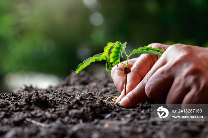 Farmer hand planting sprout (tamarind tree) in fertile soil.