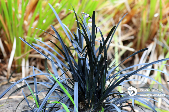 开花的黑mondo草Ophiopogon planiscapus Nigrescens