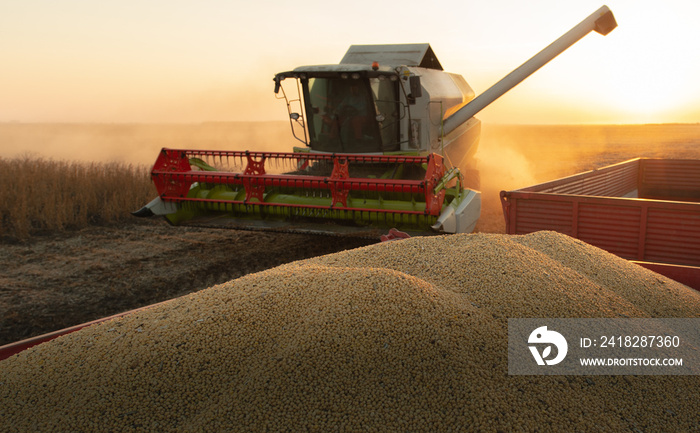 Harvesting of soybean field with combine.