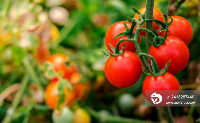 成熟的红色番茄在绿叶背景上，挂在g中番茄树的藤蔓上