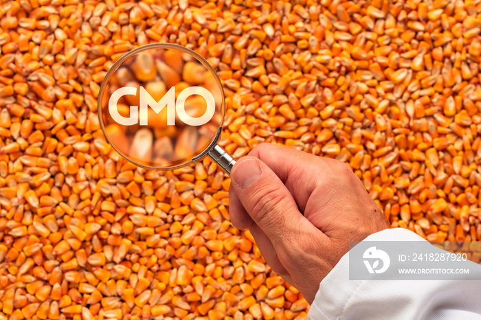 科学家检查玉米种子是否含有转基因