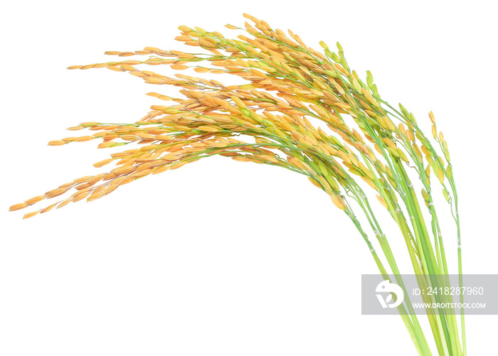 ear of paddy, ears of Thai jasmine rice isolated on white backgr