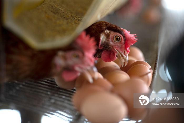 Chicken eggs in a cage in a farm industry for farmers in Asia