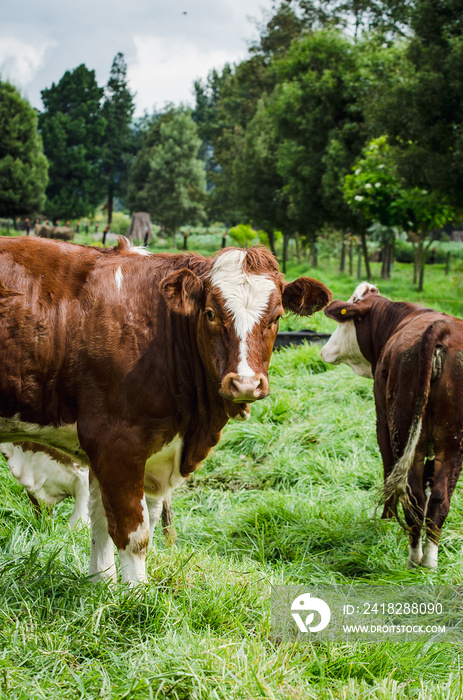 Vacas, ganado Ganaderia en las cercanías de Bogotá Colombia y en el departamento de Cundinamarca