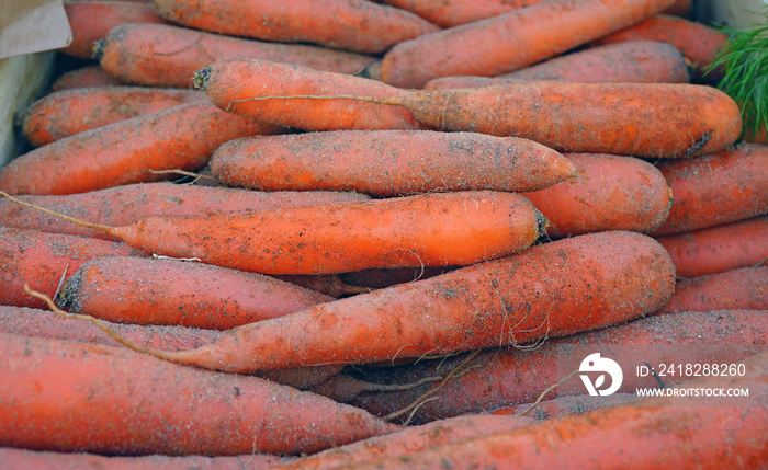 Fresh organic carrots with soil for sale at a farmers market