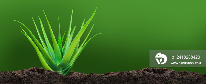 Aloe Vera plant on soil, Aloe Vera leaf on dirt plantation, Aloe Vera and copy space for text