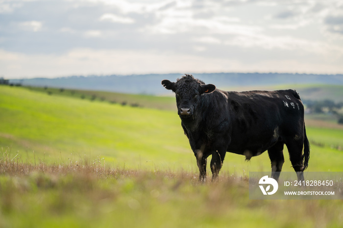 Beef cows and calves grazing on grass