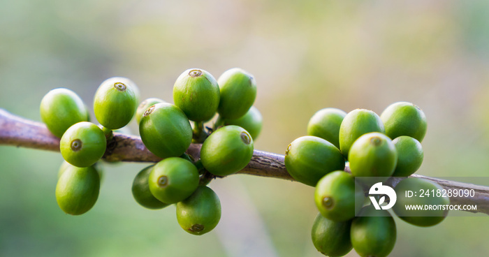 Close up raw coffee beans branches in garden