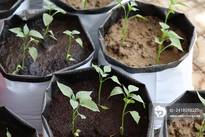 Organic vegetable plants growing in the plastic grow bags in the home kitchen garden.