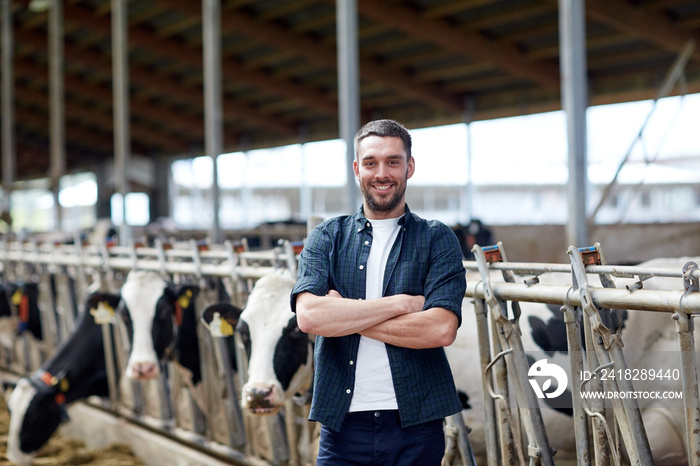 man or farmer with cows in cowshed on dairy farm