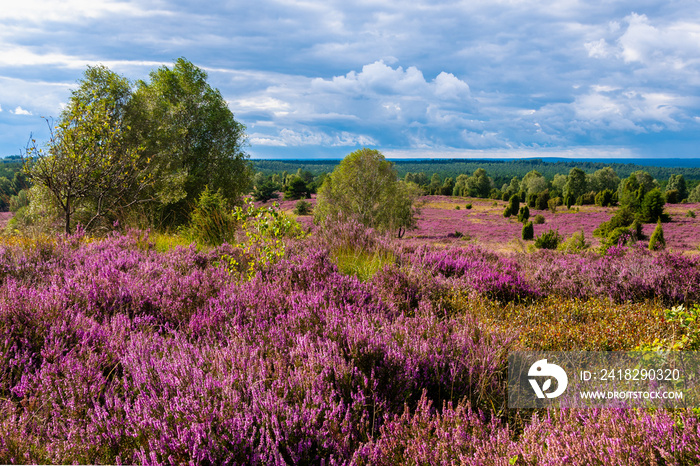 Die Lüneburger Heide in voller Blüte in dem Gebiet um Bispingen, Wilseder Berg, Totengrund