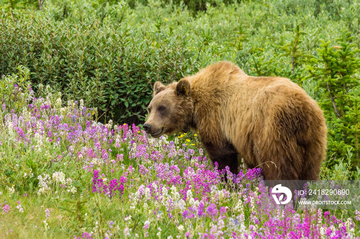 Grizzlybär in Blumenwiese am Icefields Parksway, Banff Nationalpark, Alberta, Kanada