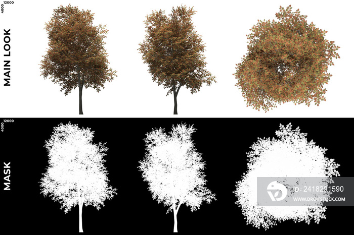 山灰树的前视图、左视图和顶视图的3D渲染，使用alpha遮罩到剪切和PNG edi