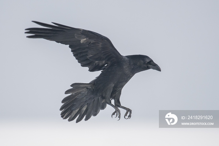 普通乌鸦（Corvus corax）