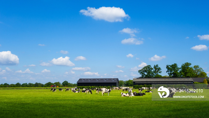 荷兰Tubbergen附近有奶牛的草地