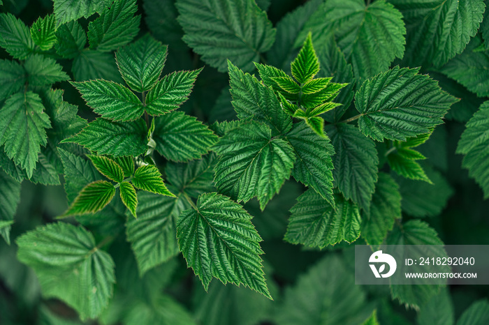 Green summer background of a lot of raspberry leaves