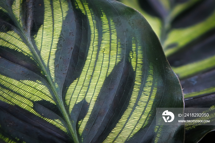 Macro of the vein pattern on a makoyana leaf