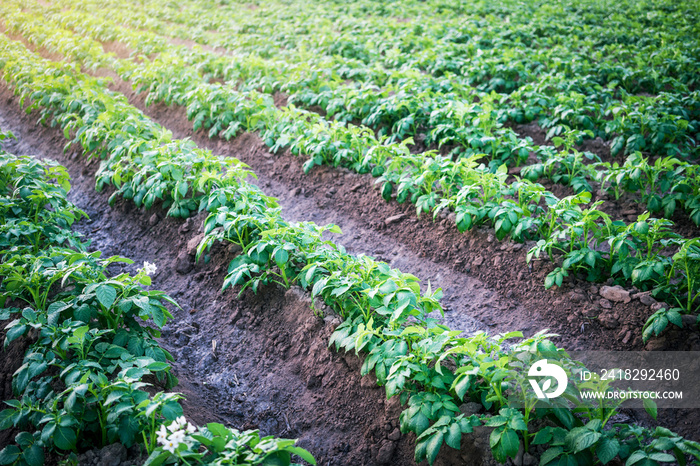 potato plant in the field.