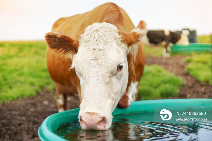 Portrait of a cow drinking water and looking at the camera outside on a farm during the day