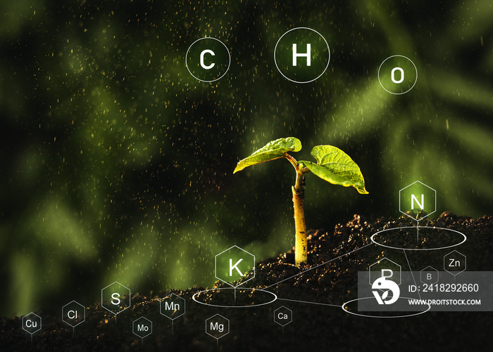数字矿物质营养素图标的施肥和营养素在植物生活中的作用。