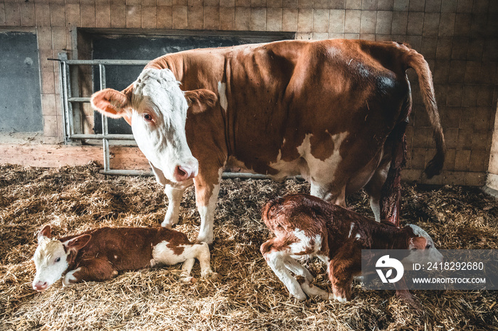 newborn calf with his mother in a stable