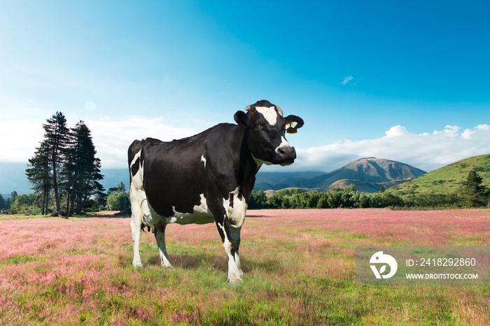 cow on summer pasture in country of New Zealand