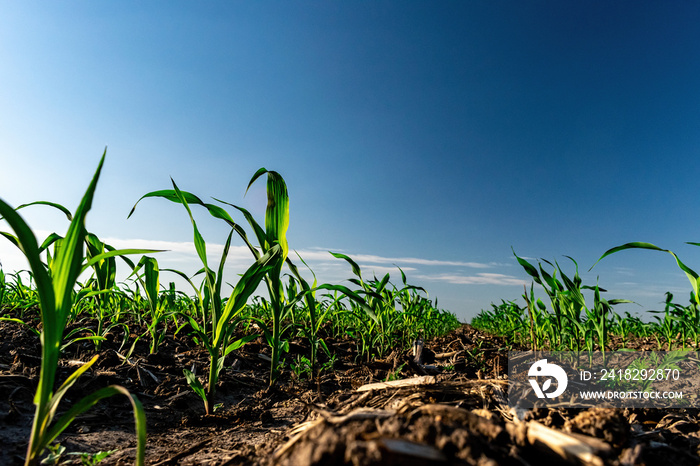 Young corn in summer