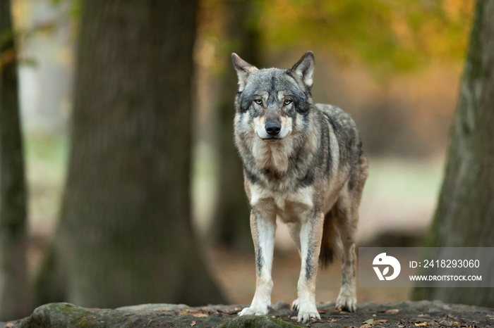 Grey wolf in the forest