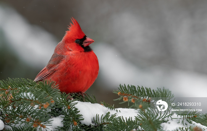 Cardinal in the Snow