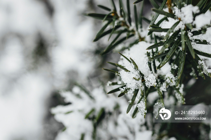 Closeup of spruce covered with snow