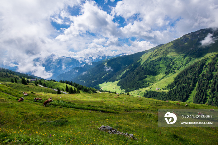 Aussicht von der Zillertraler Höhenstrasse in Tirol, Österreich, im Sommer - Kühe grasen friedlich a