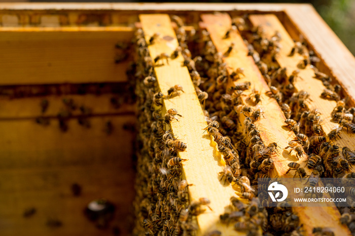 Beehive with frames full of bees closeup