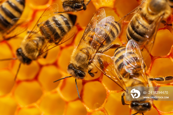 A bunch of bees on a honeycomb