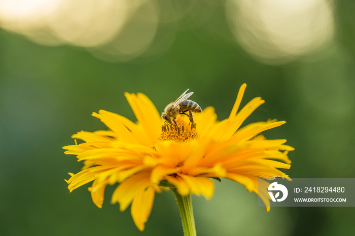 Bee honey works on flower yellow coreopsis (Coreopsis grandiflora) blurred background, gorgeous boke