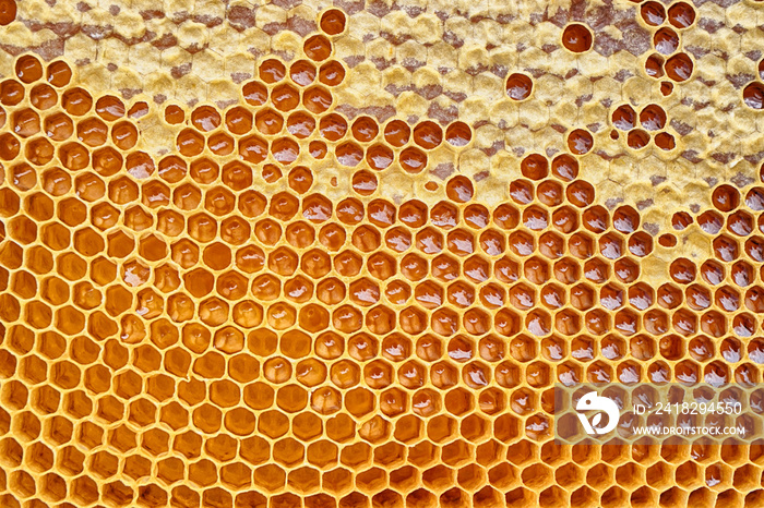 honeycomb with honey