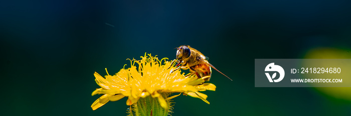 蜜蜂无人机在金盏花上采集花蜜。