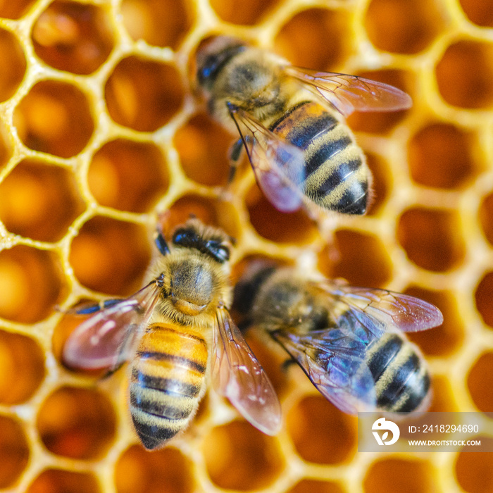 Hardworking honey bees on honeycomb in apiary in late summertime