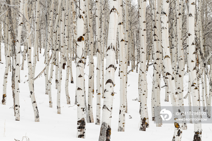 Many Aspen trees with white bark and snow in the winter nature forest