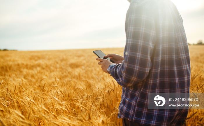 Farmer Checking Wheat Field Progress, Holding Phone and Using Internet .Copy Space Of The Setting Su