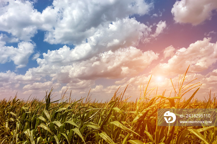 Farm corn field against the sky with clouds.