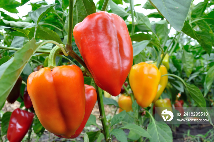 close-up of ripening peppers