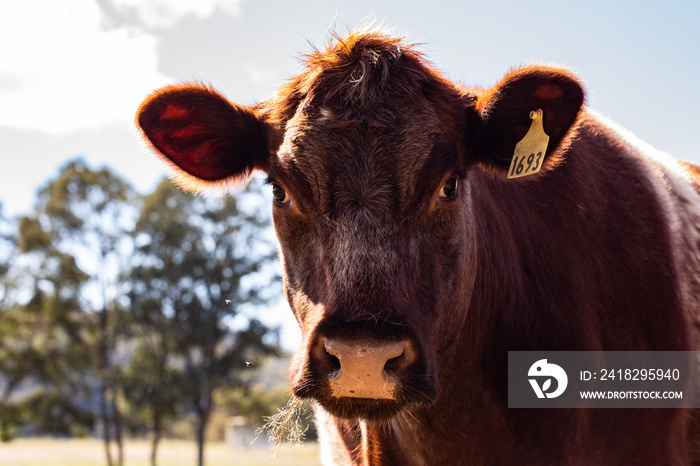 Close up image of large brown cow in field looking at camera