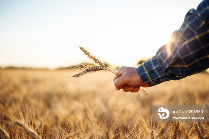 Closeup of a farmers hand with a few spikelets at the golden wheat field. Three ears of wheat in wo